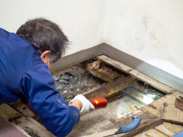 Best Local Mold Removal Service  in Winfield, MO