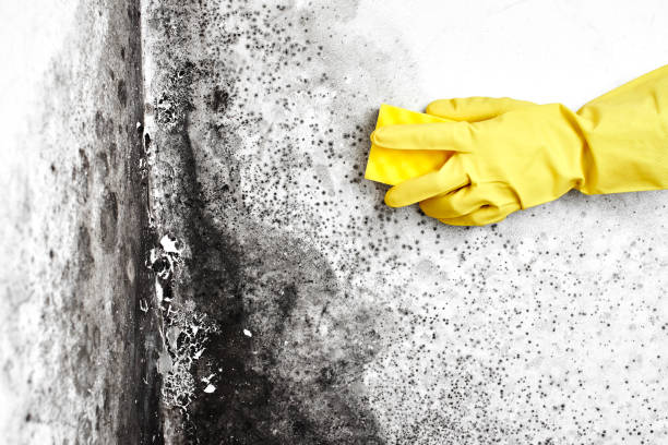 Reliable Winfield, MO Mold Removal Solutions