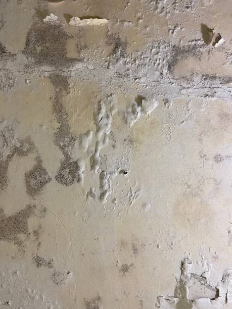 Best Attic Mold Removal  in Winfield, MO