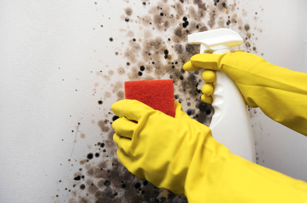 Certified Mold Removal in Winfield, MO