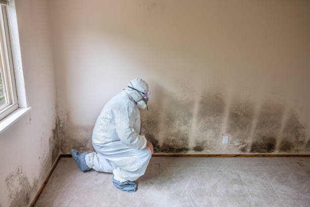 Best Mold Cleaning Services  in Winfield, MO