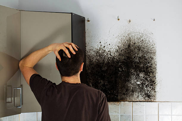 Mold Testing and Removal in Winfield, MO