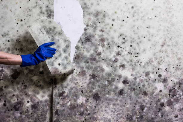 Best Fast Mold Removal  in Winfield, MO